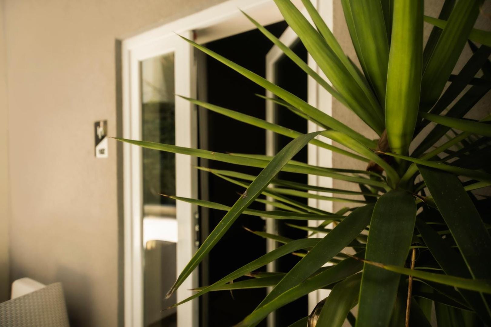 A plant by the window